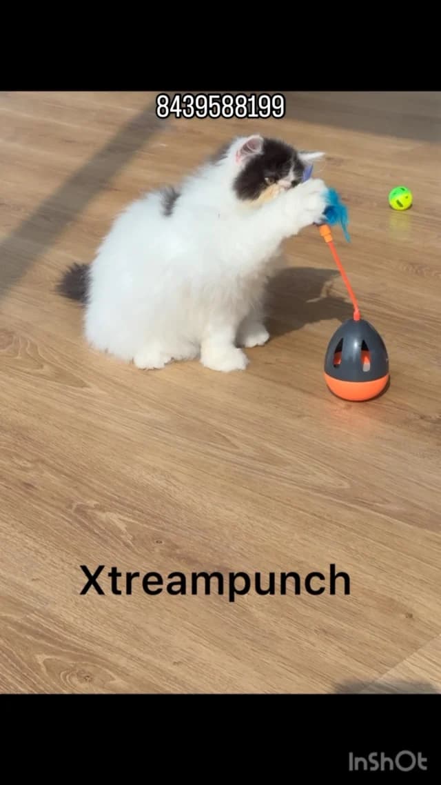 Khan Kittens Instagram post