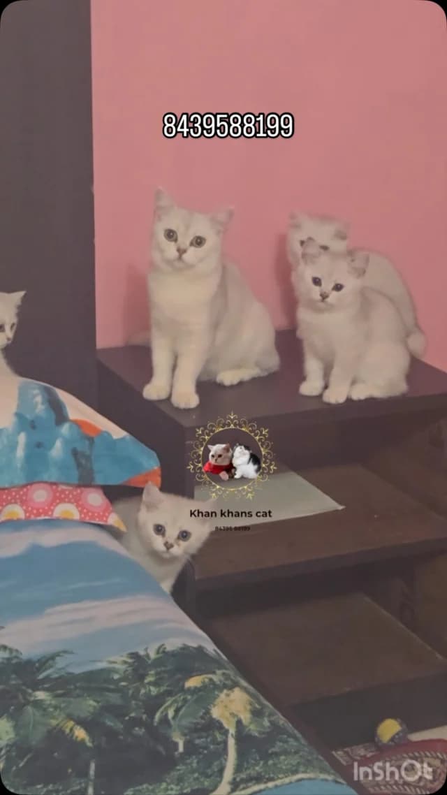 Khan Kittens Instagram post