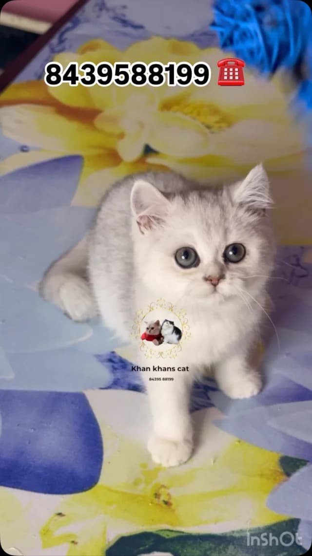 Khan Kittens Instagram post