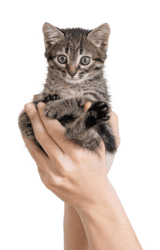 A Khan Kittens kitten cradled in-hand